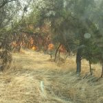 ¡Que Calor!, Conaf cierra Parque Nacional El Clarillo y Senapred declara alertas